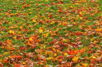 Autumn Lawn with Clear Borders