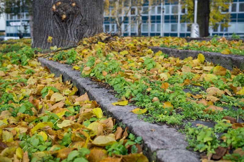 Autumn Lawn with Fallen Leaves